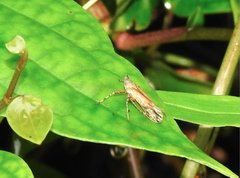 Orthopagus splendens