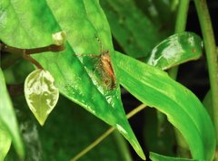 Orthopagus splendens