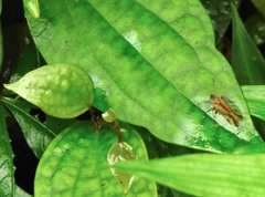 Orthopagus splendens