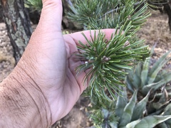 Pinus cembroides bicolor