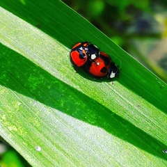 Coelophora biplagiata
