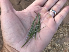 Pinus cembroides bicolor