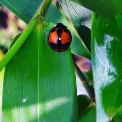 Coelophora biplagiata