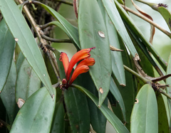 Aeschynanthus