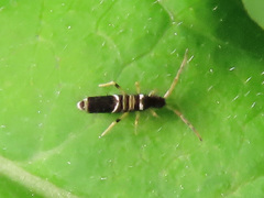 Entomobrya superba