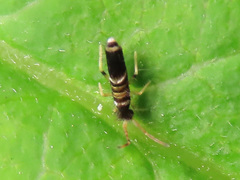 Entomobrya superba