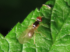 Chamaepsila