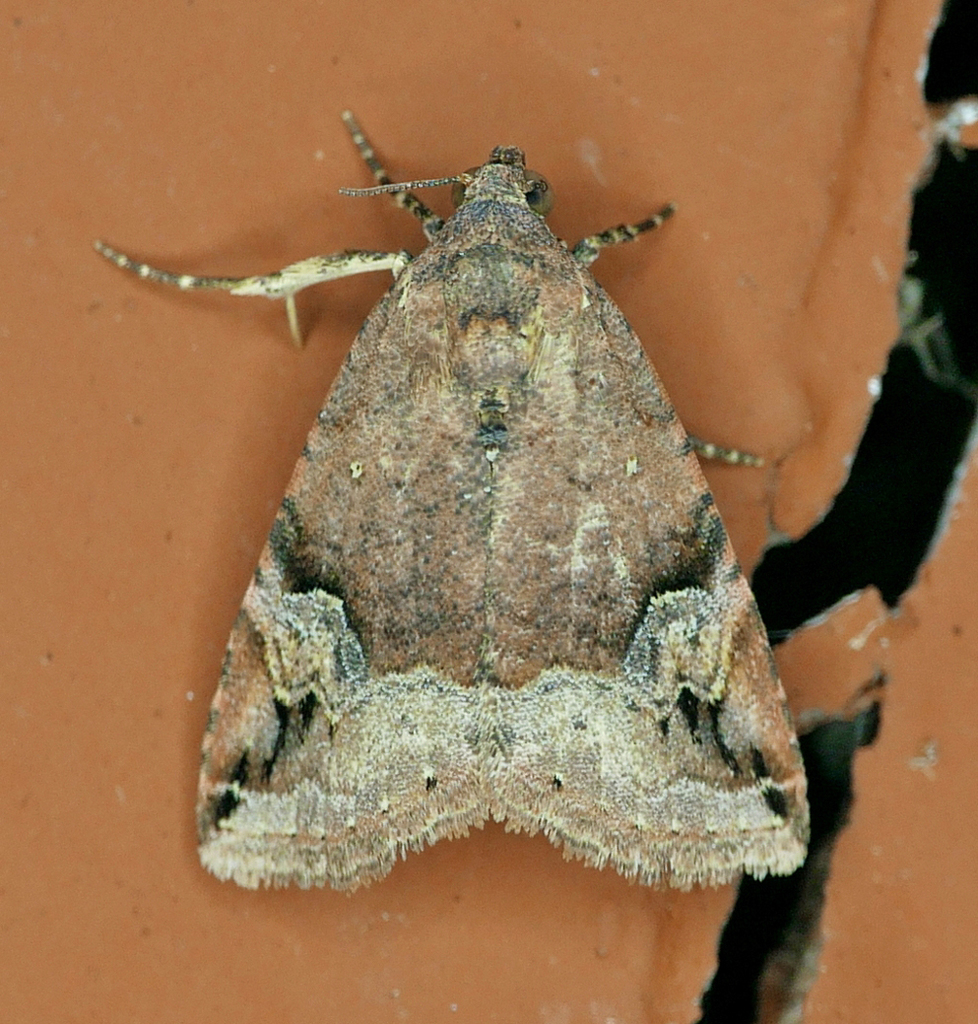 Aerial Brown