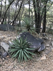 Yucca madrensis
