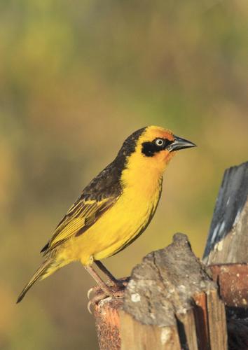 Baglafecht Weaver