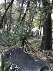 Yucca madrensis