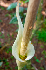 Amorphophallus variabilis