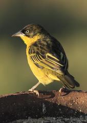Baglafecht Weaver photo 5