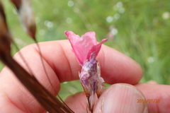 Dierama robustum