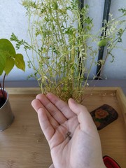 Vicia lens