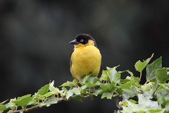 Baglafecht Weaver photo 2