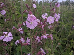 Silene × hampeana