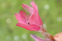 Dierama robustum
