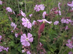 Silene × hampeana