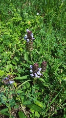 Prunella vulgaris