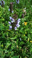 Prunella vulgaris