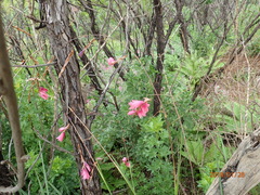 Dierama robustum
