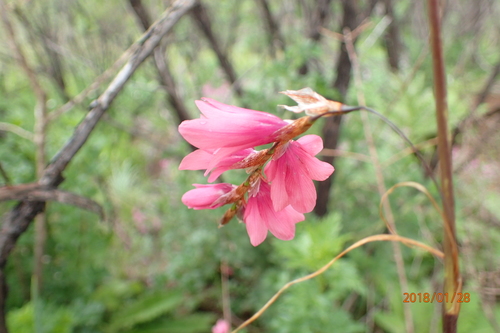 Dierama robustum, photograph 6