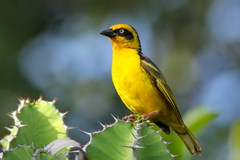 Baglafecht Weaver photo 1