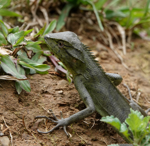 Jerdon's Forest Lizard