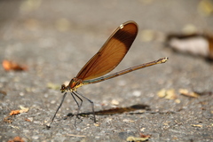 Calopteryx cornelia