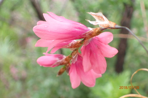 Dierama robustum, photograph 5