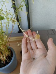 Vicia lens