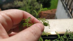 Vicia lens
