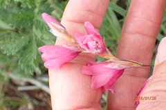 Dierama robustum