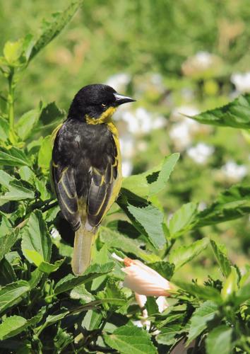 Baglafecht Weaver