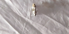 Ethmia quadrillella