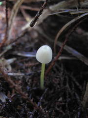 Mycena subviscosa