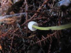 Mycena subviscosa