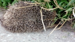 Erinaceus roumanicus