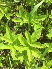 Aegopodium podagraria