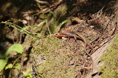 Plestiodon japonicus