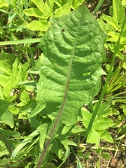 Taraxacum officinale