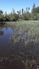 Lissotriton vulgaris