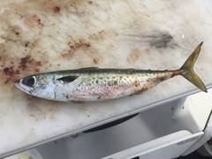 Scomber australasicus