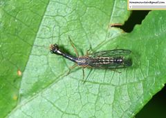 Raphidia
