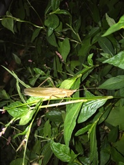 Neoconocephalus nebrascensis