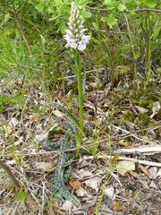 Dactylorhiza maculata
