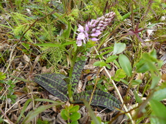 Dactylorhiza maculata