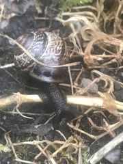 Arianta arbustorum