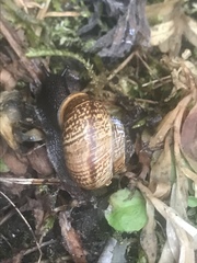 Arianta arbustorum